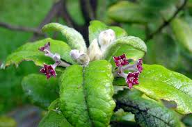 Saint Helena Olive A Tree Endemic To The South Atlantic Island Of Saint Helena That Despite Its Name It Is Not Related To The Tru Plants Extinction Species