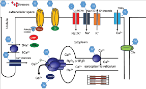 Image result for Antiarrhythmic