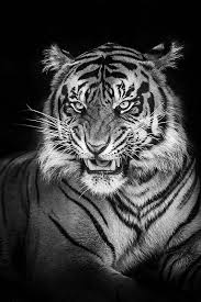 Wish Master Tiger Photography Animals Wild Cats