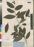 Image result for Dichapetalaceae