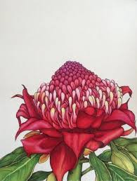 Waratah 1 Australian Native Flowers Botanical Painting Orchid Drawing