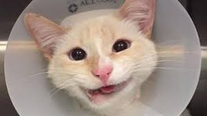 Banyak kajian mendapati membela kucing di rumah mampu mengurangkan tahap stres dan menurunkan tekanan darah seseorang. Kucing Comel Ini Selalu Terlihat Tersenyum Tapi Ada Kisah Sedih Di Sebaliknya Kisah Dunia