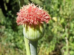 Image result for Kleinia abyssinica
