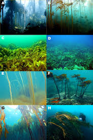 Image result for Kelp Green 2007 S-Max