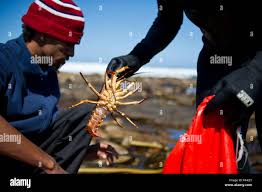 Image result for Hypericum lalandii