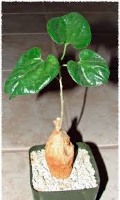 Image result for Pyrenacantha