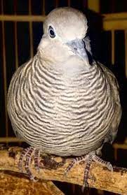 Suara Burung Perkutut Majapahitan Mp3 Burung Pancing Video