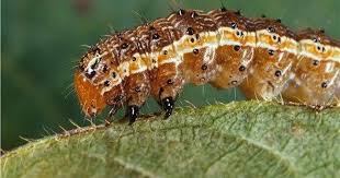 Shoot fly species atherigona soccata and a. Maize Eating Moth Native To The Americas Reaches India Prompting Concerns Among Agriculturists