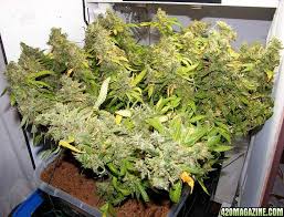 Neww t5 vho fluorescent lighting fixtures. What S The Best Current T5 Fixture Sun Blaze Or New Wave Or Tek Light 420 Magazine