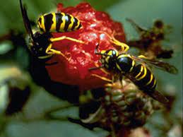 Animals can steal your fruit crop. Raspberries Yellow Jackets