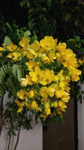 Image result for Senecio aetfatensis