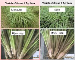 Serai wangi tergolong dalam keluarga rumput yang berbau dan jangkahayatnya adalah panjang. Varietas Unggul Baru Serai Wangi Pusat Penelitian Dan Pengembangan Perkebunan