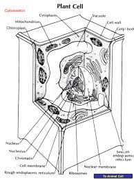 Maybe you would like to learn more about one of these? Click On The Name Of Each Organelle To Learn About Its Structure And Function Cytoskeleton Lysosome To Plant Cell Ppt Download