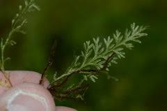 Image result for Hymenophyllum splendidum