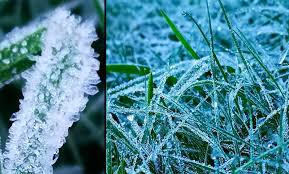 Areas that have a lot of fog often have heavy frosts. Frost Atop Doi Inthanon Heralds The Arrival Of Chilly Time In Thailand Photos Coconuts Bangkok