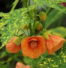 Image result for Abutilon lauraster