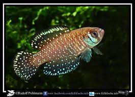 Image result for Austrosynotis