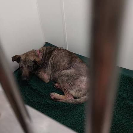 A man has been banned from owning animals He pleaded guilty to causing his  dog unnecessary suffering In June last year Roxy, a German shepherd, was taken  to the vets having been