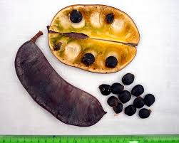 The seed may be roasted and used as a substitute for coffee beans; Image Gymnocladus Dioicus Kentucky Coffeetree Biolib Cz
