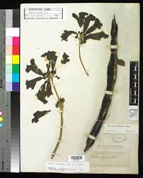 Image result for Handroanthus sp. near impetiginosus