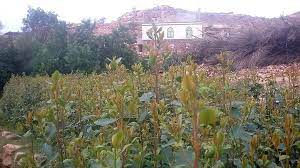 pin by شايف العامري on مريس plants