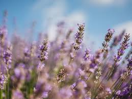 Click here to grab that. 4 Benefits And Uses Of Lavender Tea And Extracts
