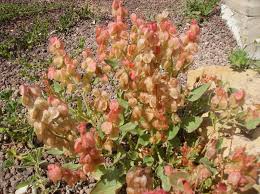 Image result for Rumex lanceolatus
