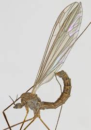 Image result for Dicliptera zambeziensis