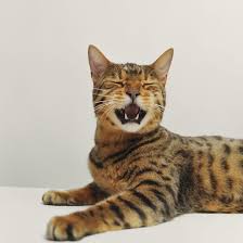 We did not find results for: Bengal Cat Full Profile History And Care