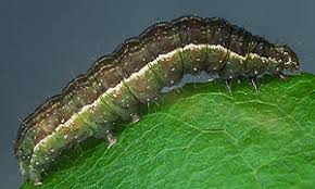 Image result for Syngrapha hochenwarthi