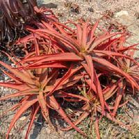 Image result for Aloe tauri