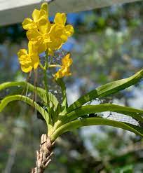 Vanda Sunny Yellow Bloom Vanda Orchids Orchids Bloom