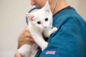 10 Signs Your Cat is Having a Veterinary Emergency | Anicira