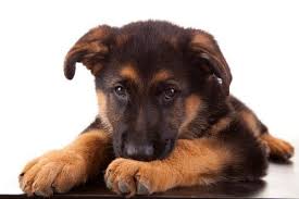 And generally, they should be standing up by the time your puppy has finished. German Shepherd Floppy Ears Is It Normal Allshepherd