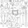 If you are studying the human body and its systems, this human anatomy coloring book will be a great addition to your lessons! 1