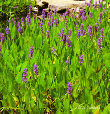 Image result for Pontederia