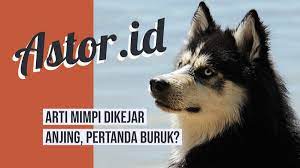 We did not find results for: Arti Mimpi Dikejar Anjing Apakah Jadi Pertanda Buruk