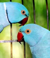57 Best Indian Ringneck Mutations Images Pet Birds Parrot