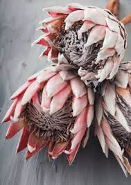 Protea Protea Flower Flowers Photography Protea Art