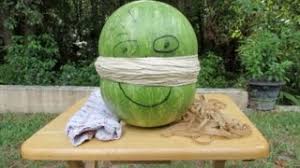 He put rubber bands around the middle of the fruit one after another until it exploded in his face scattering the pulp all over. Extreme Exploding Watermelon With Rubber Bands Youtube