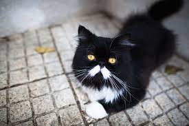 They are famous for their gentle temperament and the ease with which they adjust to new environments. Black And White Cat Names Male Female The Cute Creative Cool
