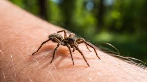 Image result for wolf spider bite skin