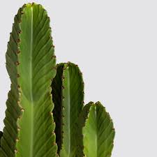I like the fact that you can find small options that create decor elements throughout your home. Cactus Euphorbia Candelabra Tree Indoor Plants In London Patch