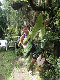 Image result for Disperis johnstonii