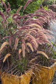 Image result for Craterostigma purpureum