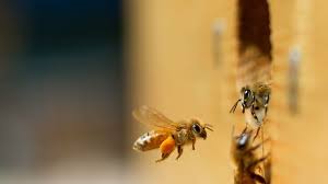 Carpenter bees, which burrow into wood, are often confused with bumble bees because of their appearance. 10 Tricks To Keep Carpenter Bees Away From Your Wooden Furniture