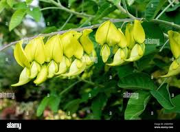 Image result for Crotalaria egregia