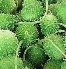Suco de maçã com abóbora. 9 Ideias De Sucos Pra Diminuir A Glicose Receitas Para Diabeticos Receitas Sucos