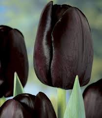Tulip Bulbs Queen Of Night Most Popular Black Tulip Tulip Store