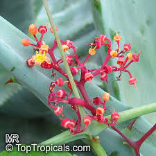 Image result for Cissus